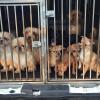ANPANA Brescia Sequestra 30 Cuccioli di Cani